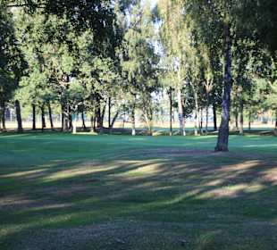 Kiefern umsäumte Bahnen