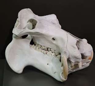 Schädel eines Flusspferdes