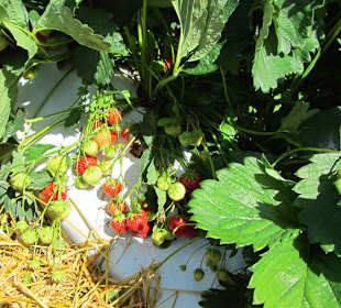 Matscher Tal, Erdbeeren gibt es bis Ende September