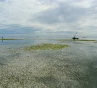 Żyjątka