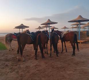 Reiten Hurghada