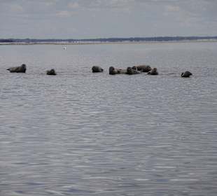 Robben auf der Sandbank