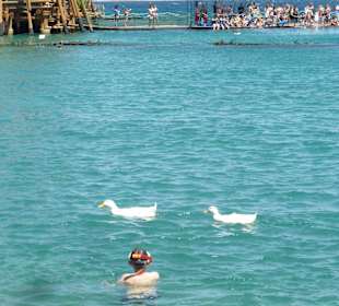 Dolphin Reef, Eilat