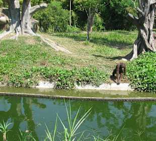 В зоопарке Бали
