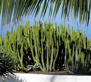 Säulenkakteen zwischen den Pools