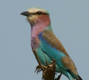 Lilac breasted Roller