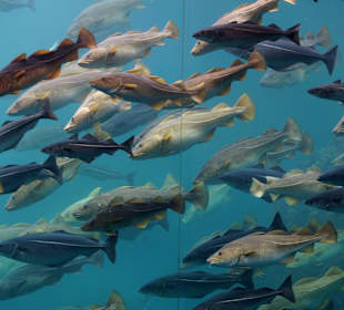 Atlanterhavsparken Aquarium