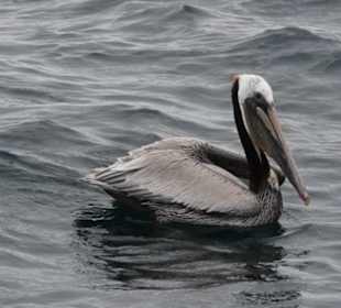 Pelikan