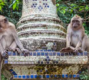 Khao Sok Safari