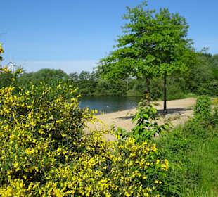 Blick auf blühenden Ginster vor dem Strand