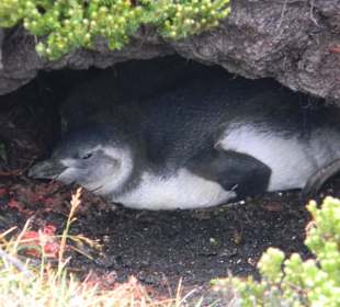 Da ist es schön kuschelig