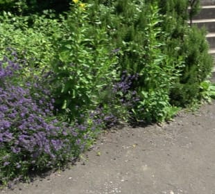 Friedenskirche (Handschuhsheim)