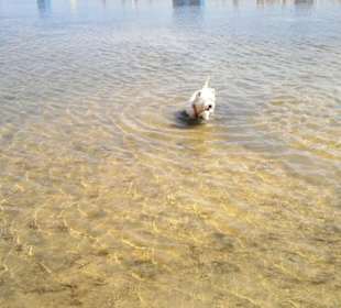 Der Hundestrand dei Pini
