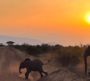 Wildnis Tours and Safaris - Diani Beach