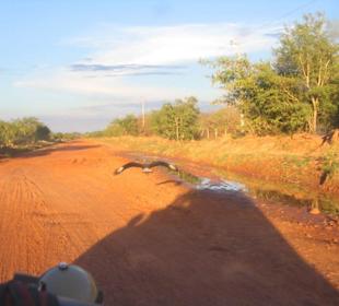 Ein Carancho zeigt uns seinen Weg