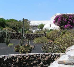 Lanzarote - Jardín de Cactus