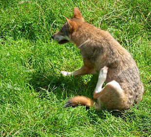 Aber einer passt auf