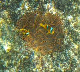 Findet Nemo