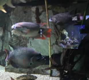 Tierpark Hellabrunn - Fische