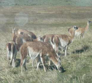В Нацпарке Торрес дель Пайне.