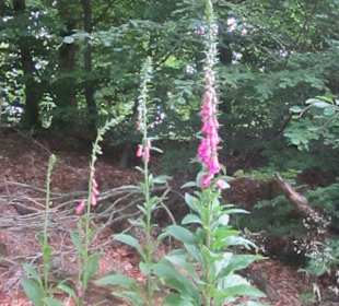 Auf dem Weg zur Löwenstein