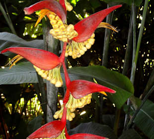 Impressionen aus dem Jardin Botanique de Deshaies