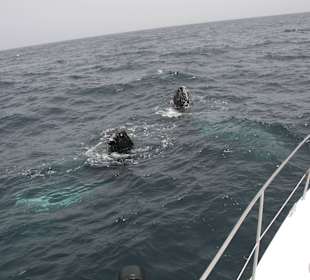 30.04.15 Boa Vista Tours Whale Watching