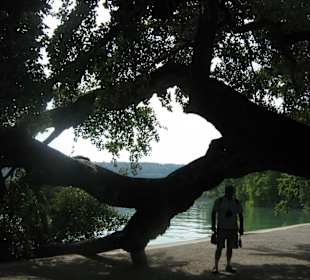 Albero enorme i cui rami si interrano