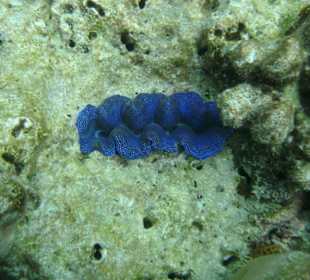 Geniales Schnorchelgebiet - Surin-Island - Thai