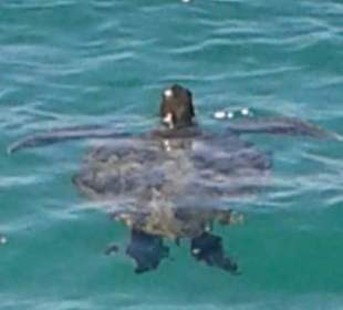 Schildkröte 