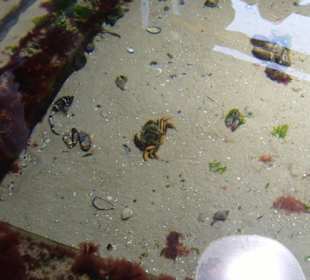 Im Aquarium