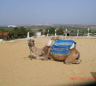 Kamel