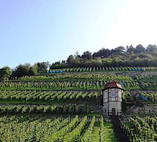 Herzoglicher Weingarten