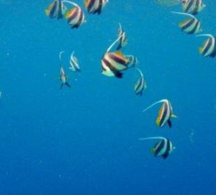 Hausriff Filitheyo Island