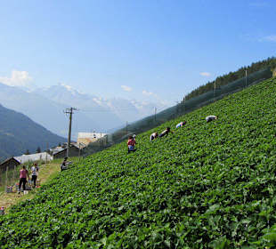 Matscher Tal. Erdbeerernte auf 1800 m