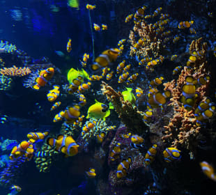 Clown Fische 