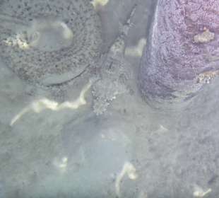 Krokodilfisch unter dem steg