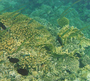 Fische im Hausriff Tulip Resort