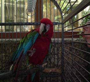 Papagei in der Lobby