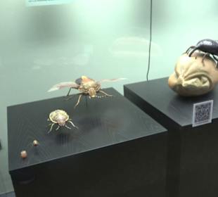 Museum für Naturkunde