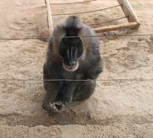 Drill Affe - West Africa