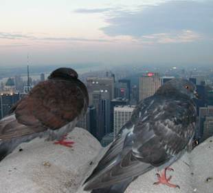 Die Tauben genießen die Aussicht