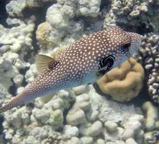 Schnorcheln Makadi Bay