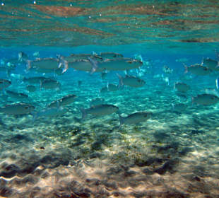 Hotel Lahami Bay Hausriff