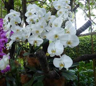Orchideengarten