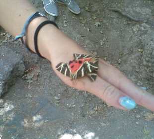 Tal der Schmetterlinge (Tiegermotten)