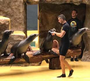 Robbenshow im Loro Park.