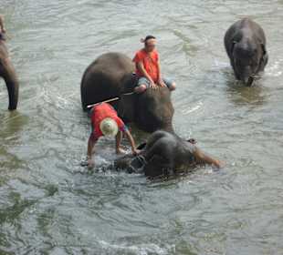Elephantencamp