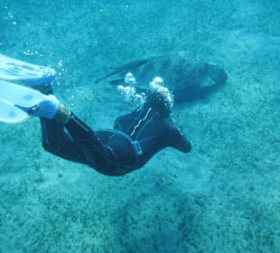  Guide fotografiert Schildkröte