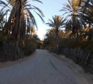 Palmenoase / Datteln in Tunesien